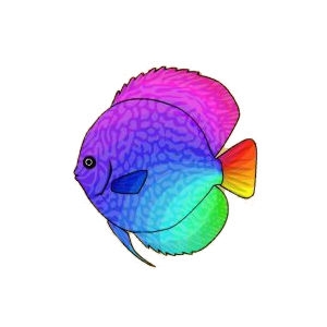 Rainbow Wave Discus